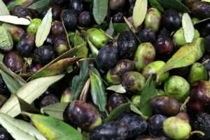 bad olives